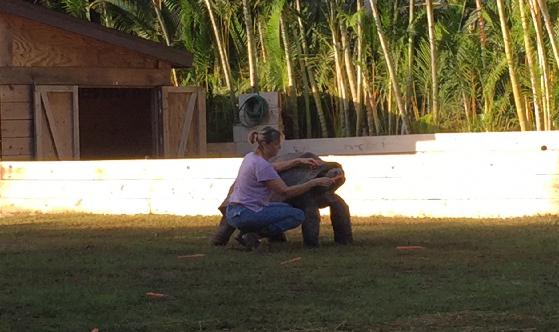 Aldabra Breeders