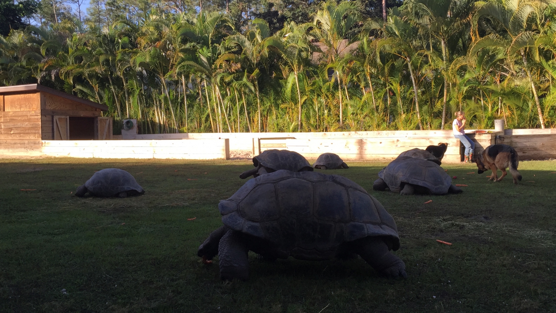 Aldabra Breeders