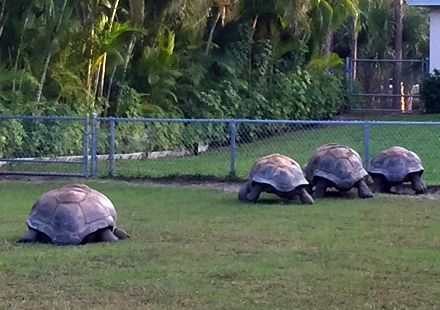 Aldabra Breeders