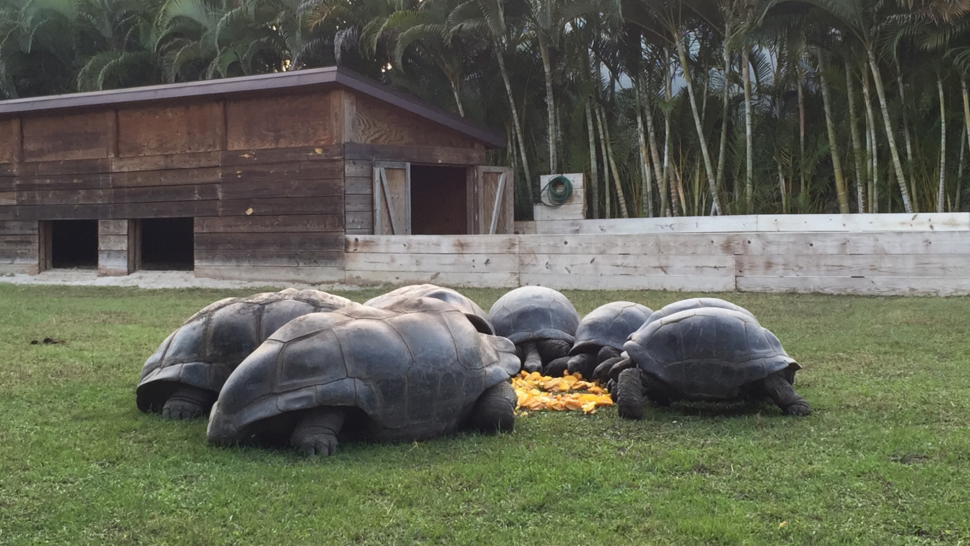 Aldabra Breeders