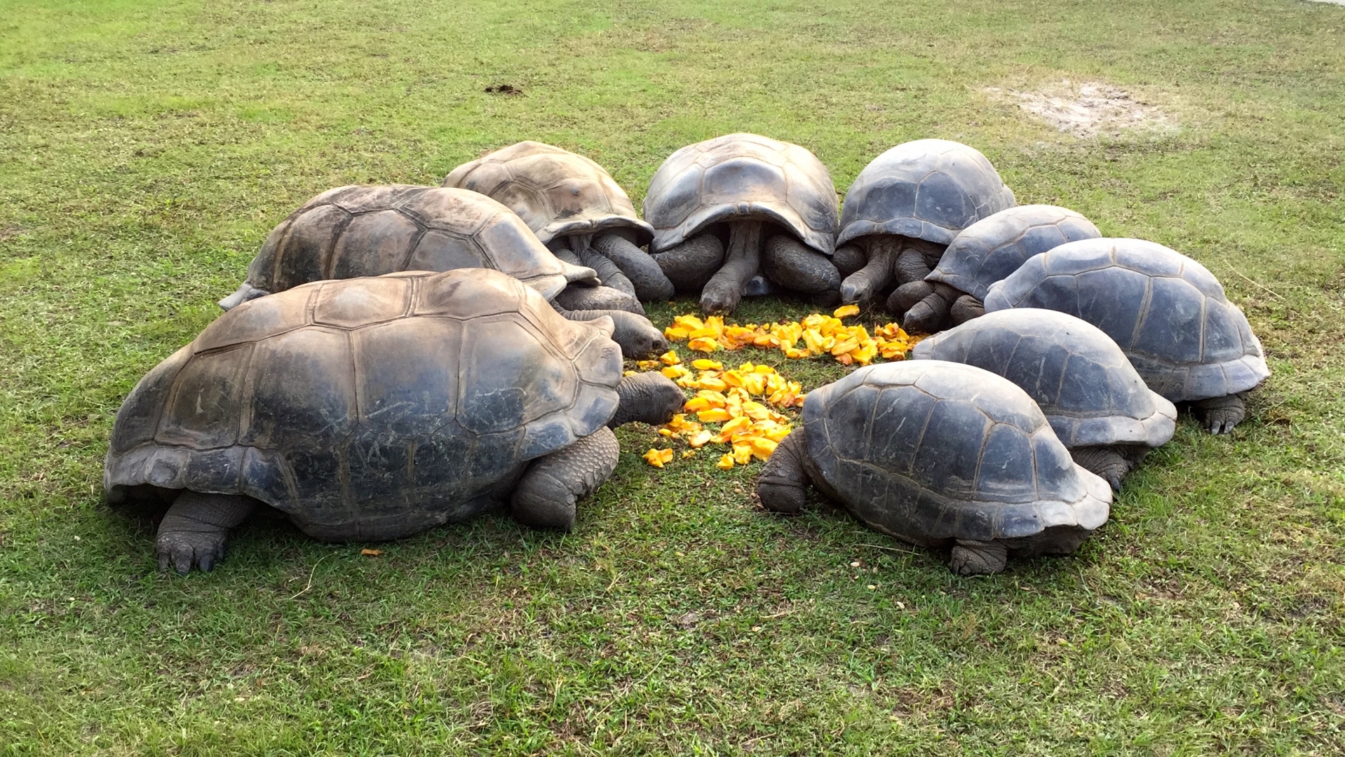 Aldabra Breeders