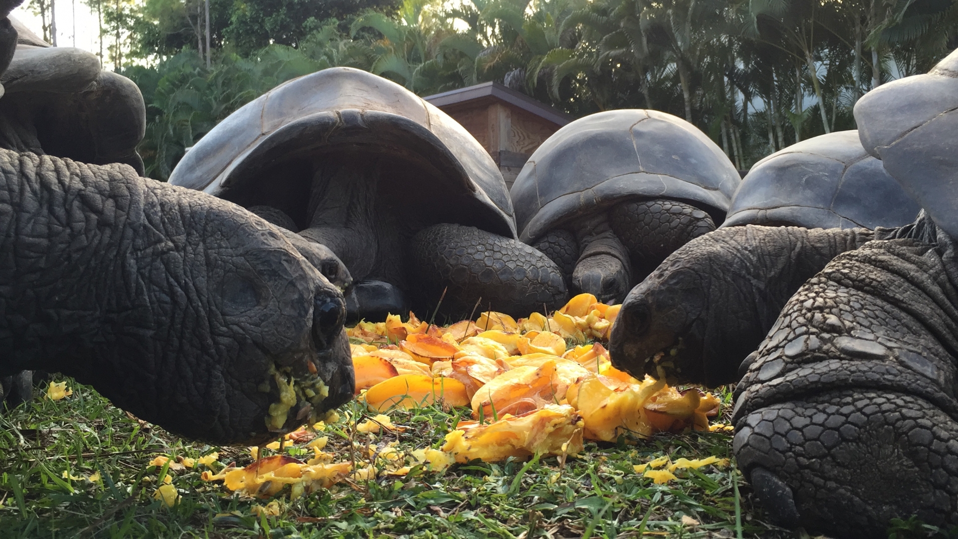 Aldabra Breeders