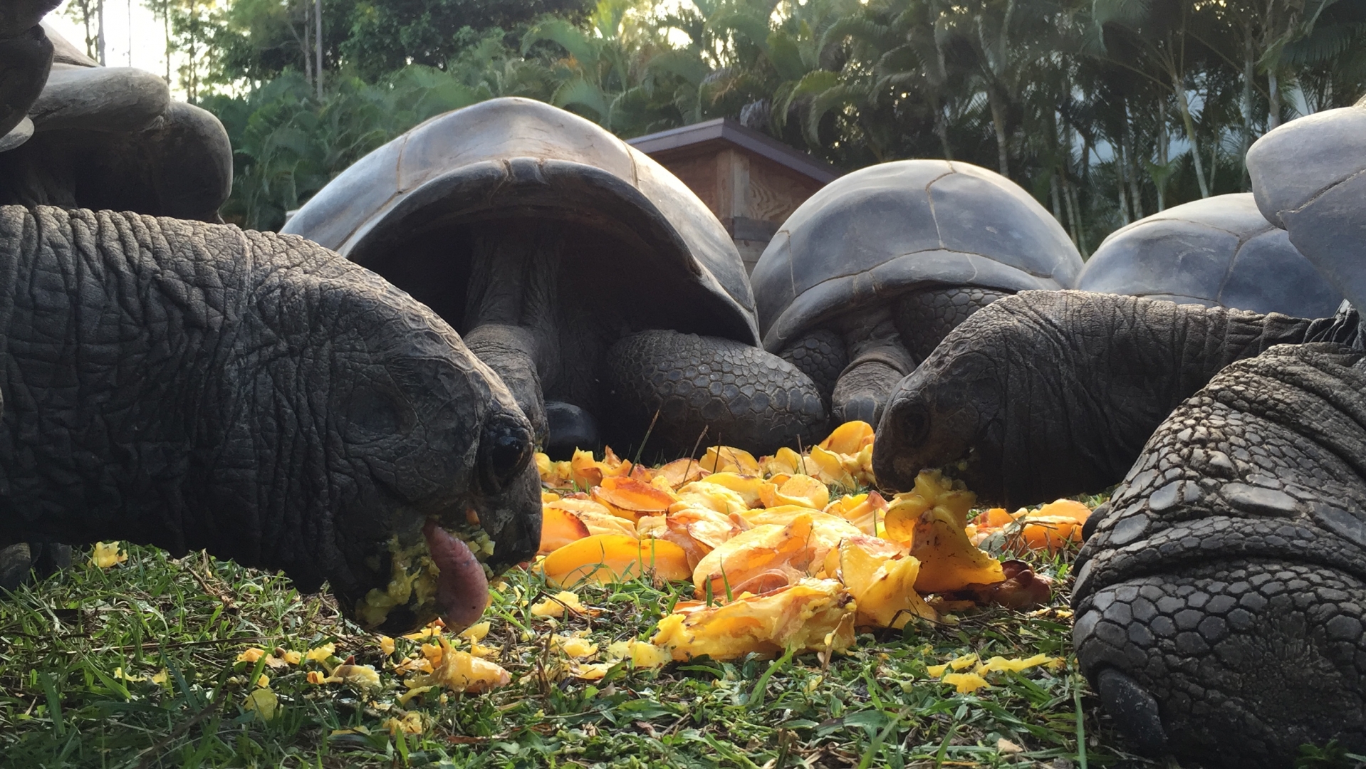 Aldabra Breeders