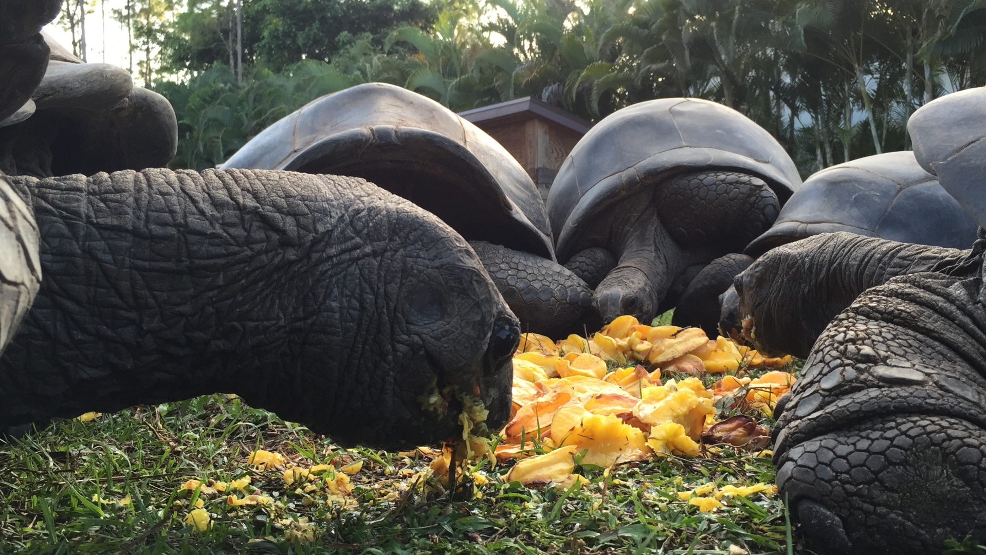 Aldabra Breeders