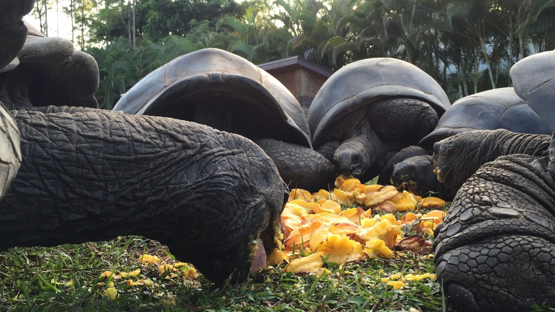 Aldabra Breeders