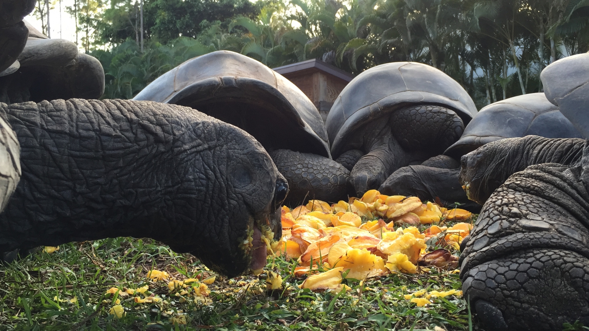 Aldabra Breeders