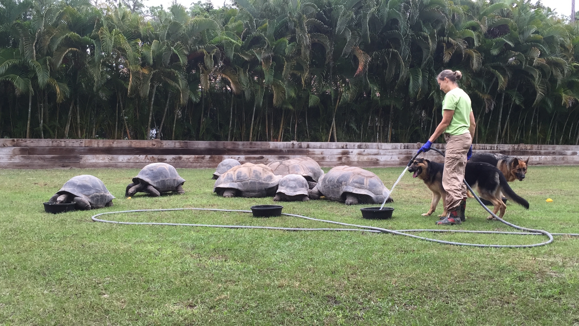 Aldabra Breeders