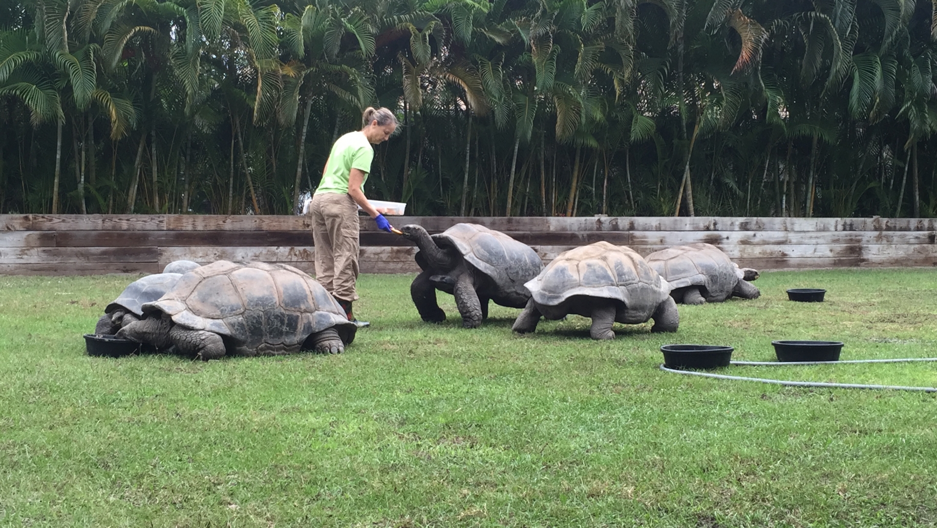 Aldabra Breeders
