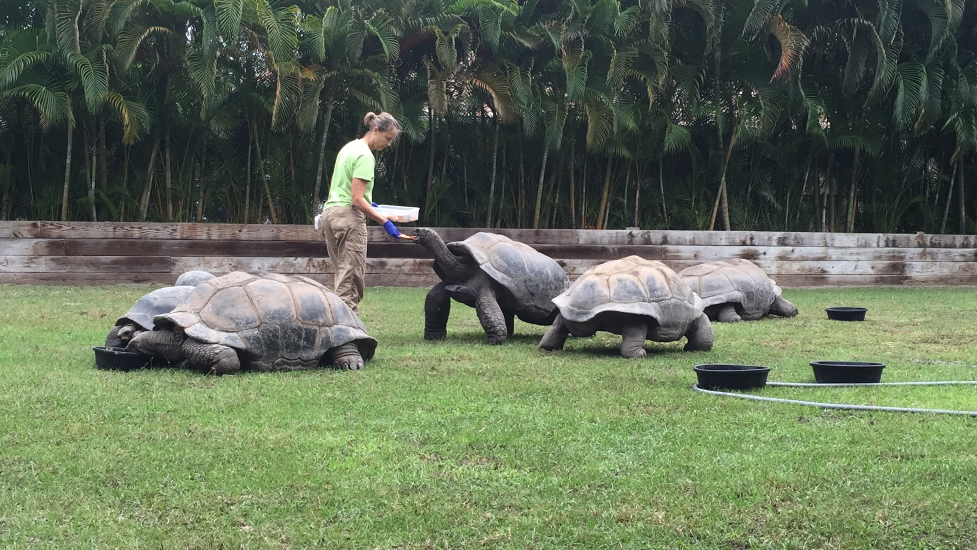 Aldabra Breeders
