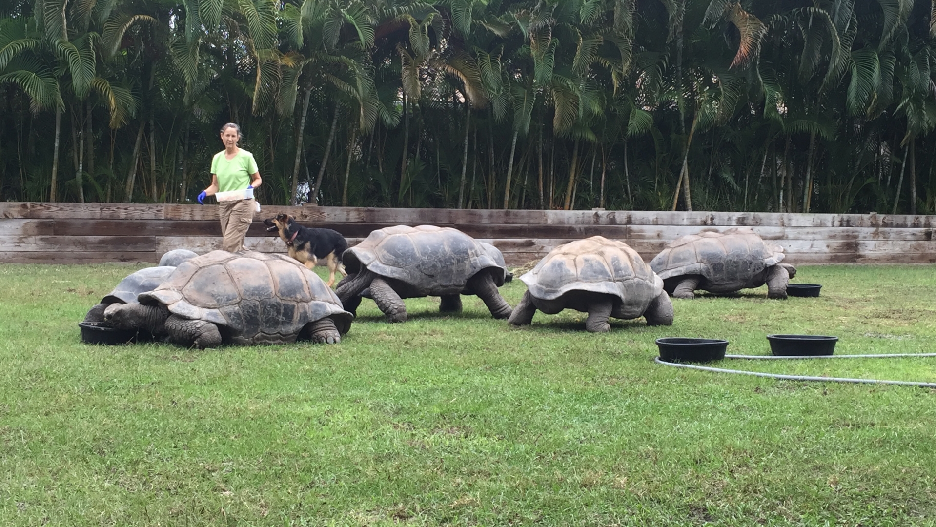 Aldabra Breeders