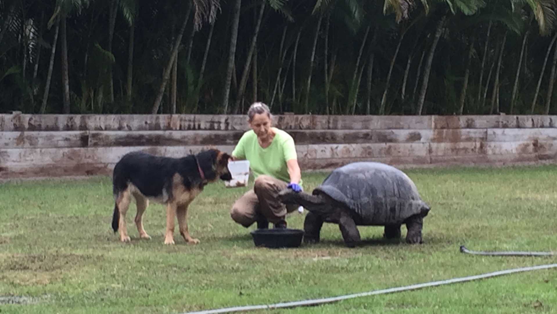 Aldabra Breeders