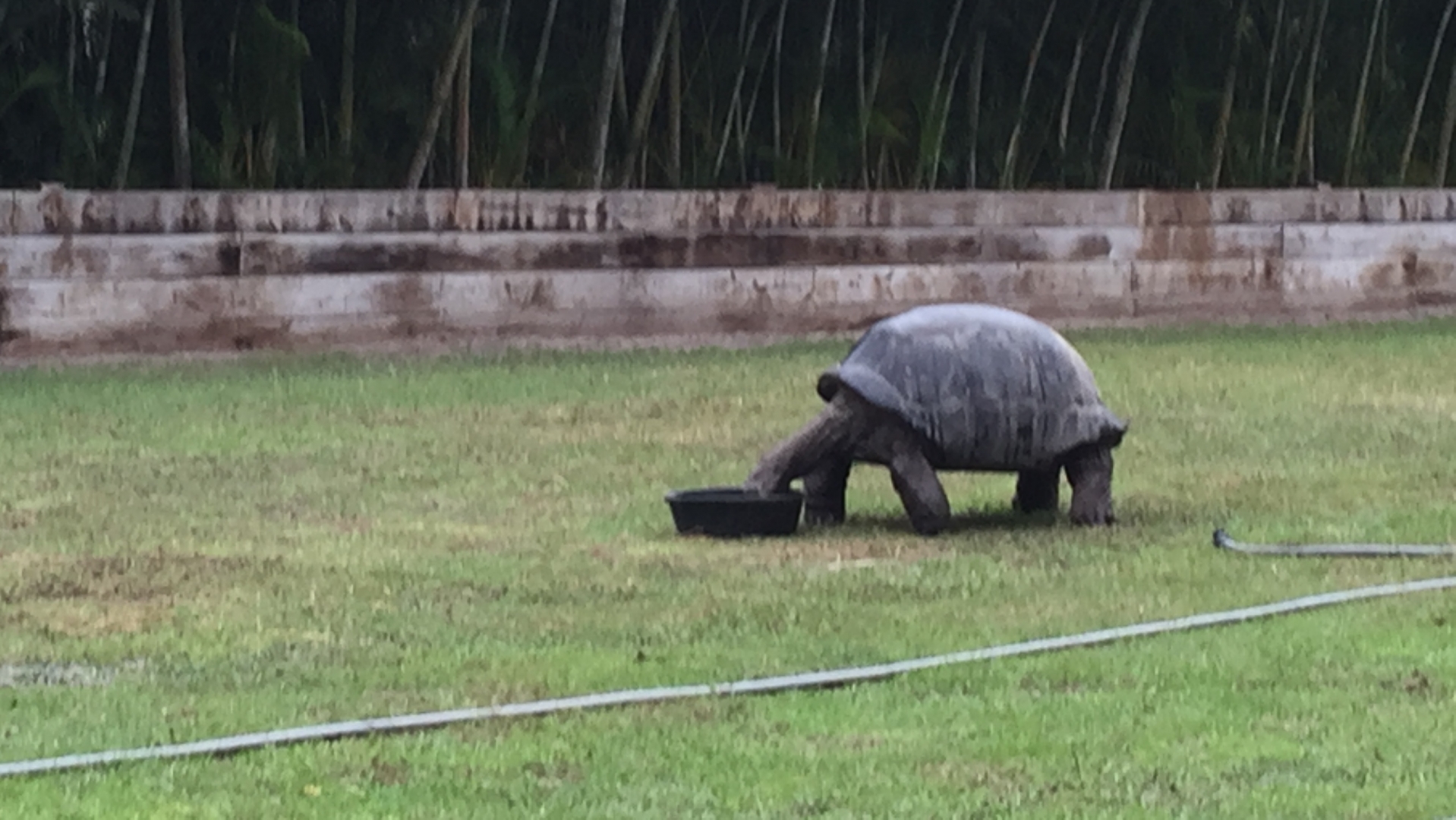 Aldabra Breeders