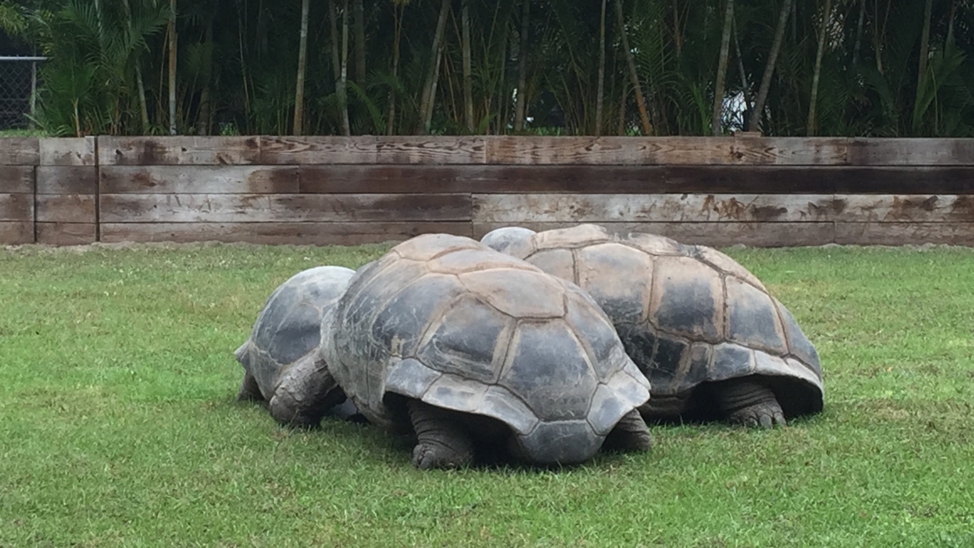 Aldabra Breeders