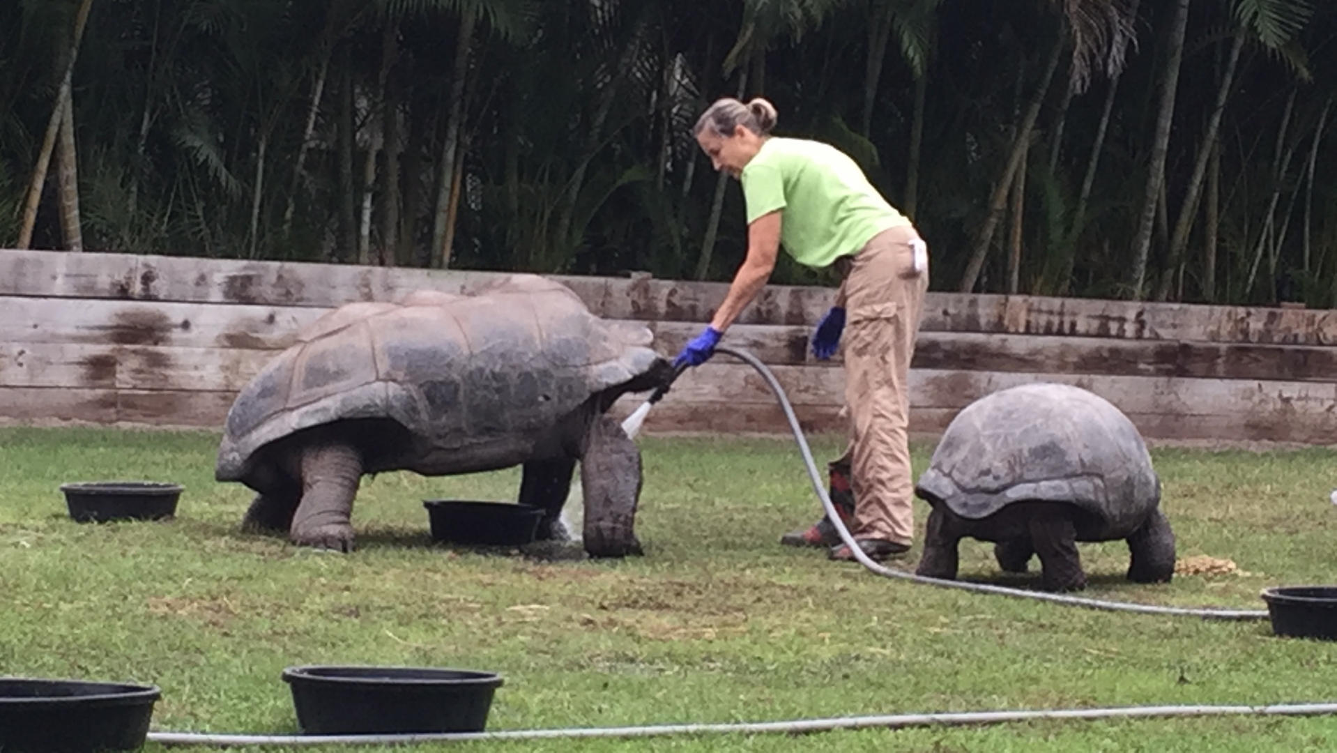 Aldabra Breeders