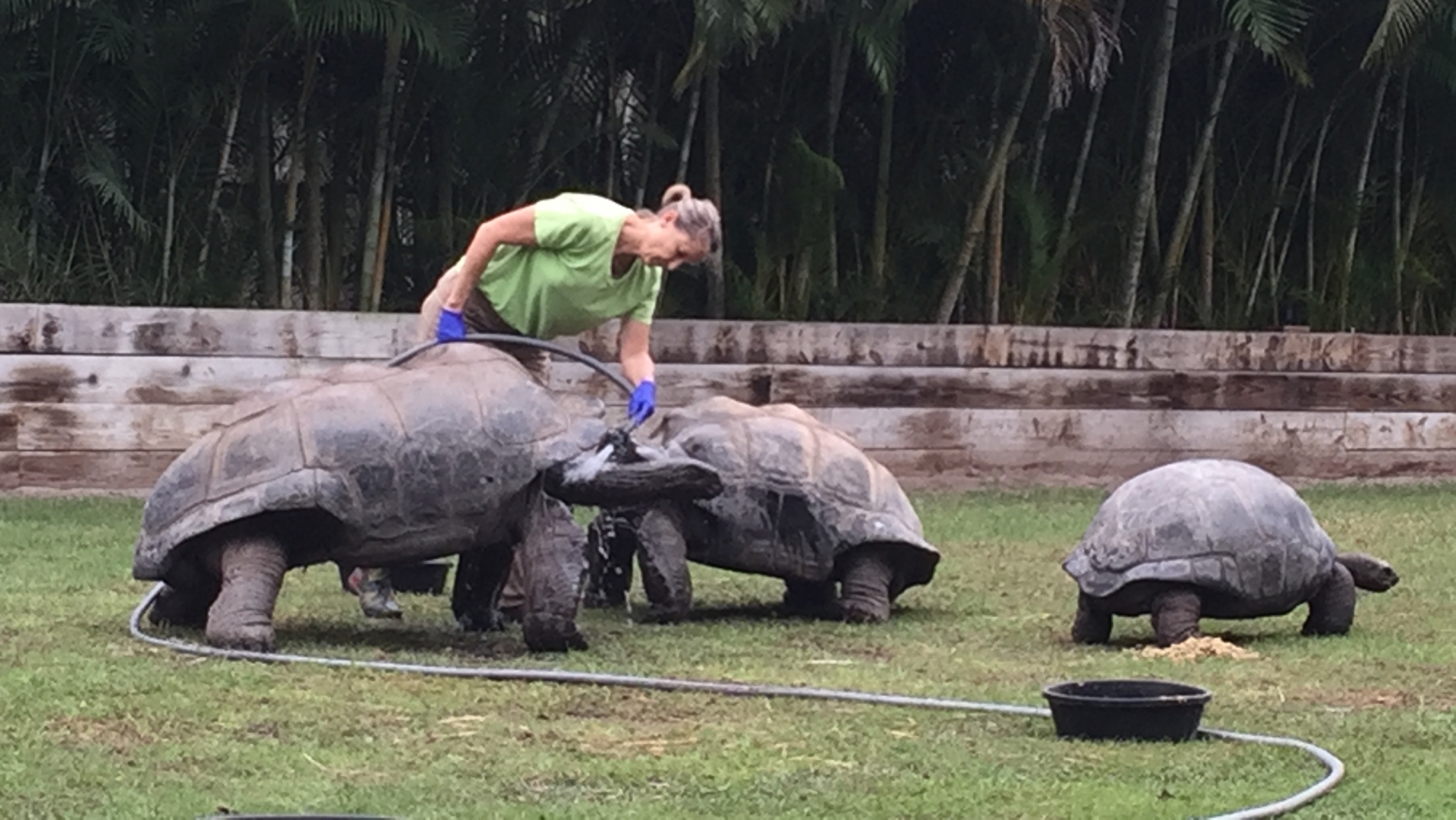 Aldabra Breeders