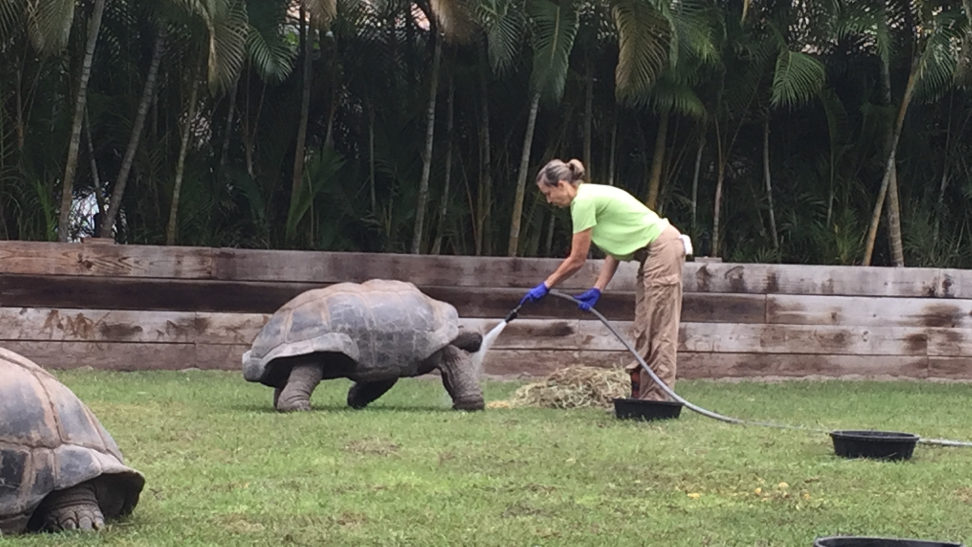 Aldabra Breeders