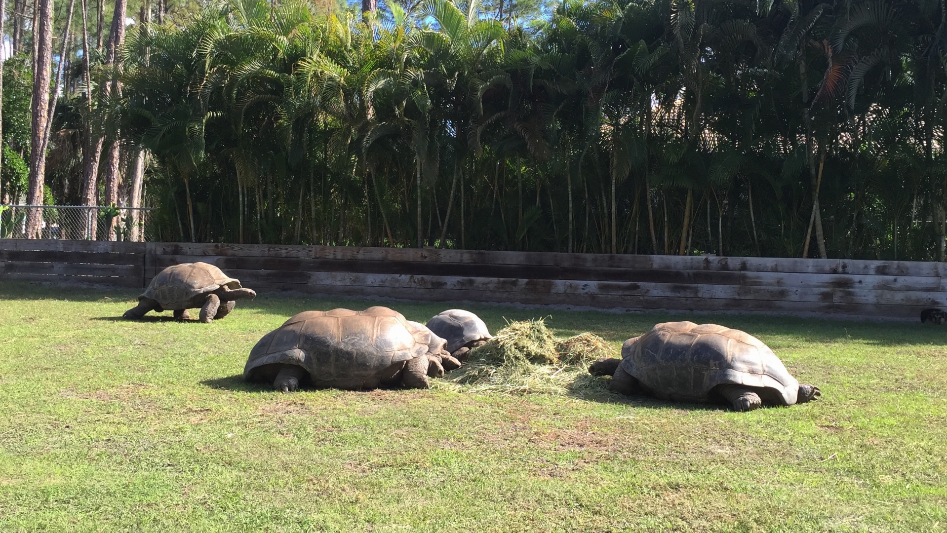 Aldabra Breeders