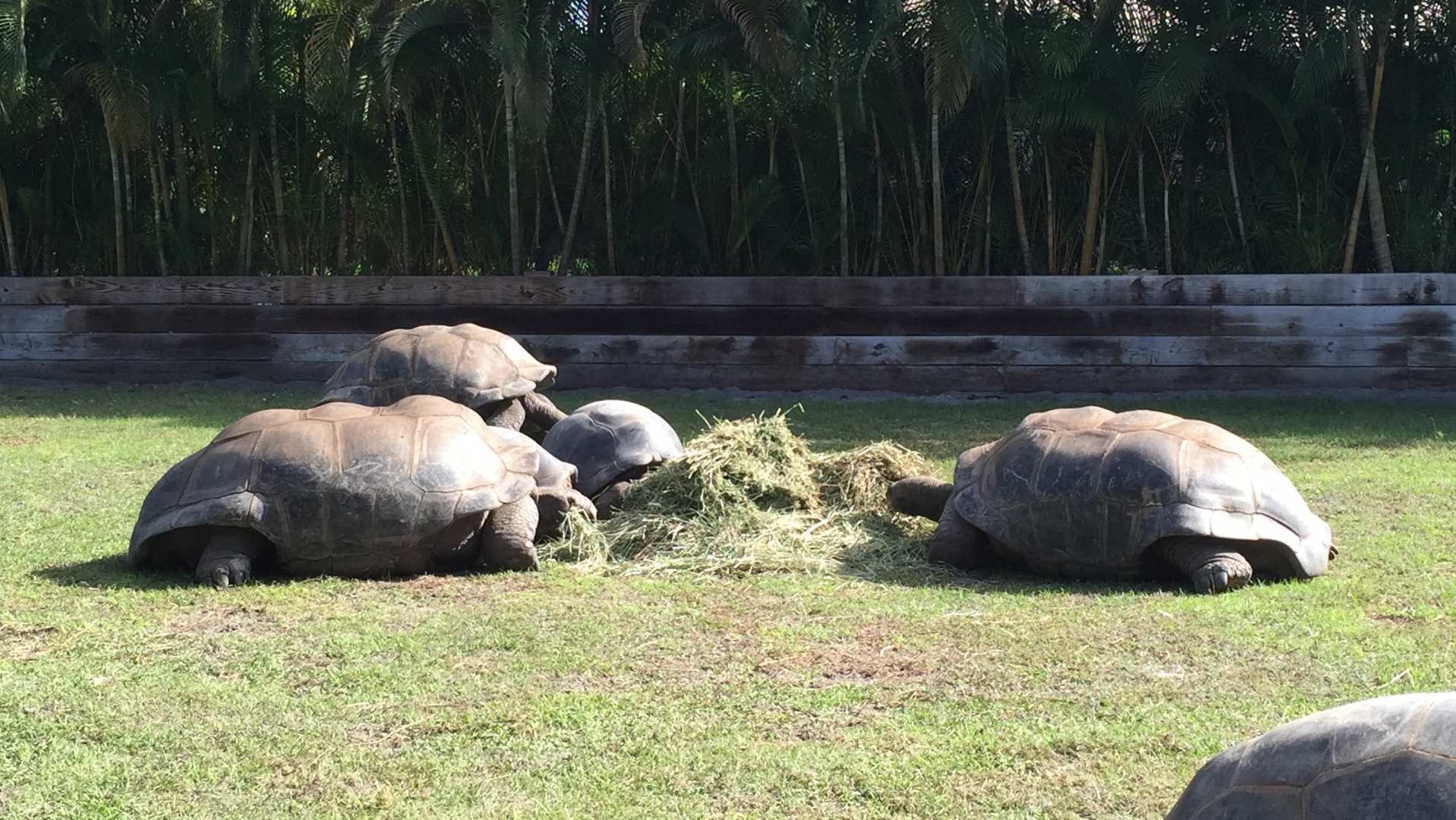 Aldabra Breeders