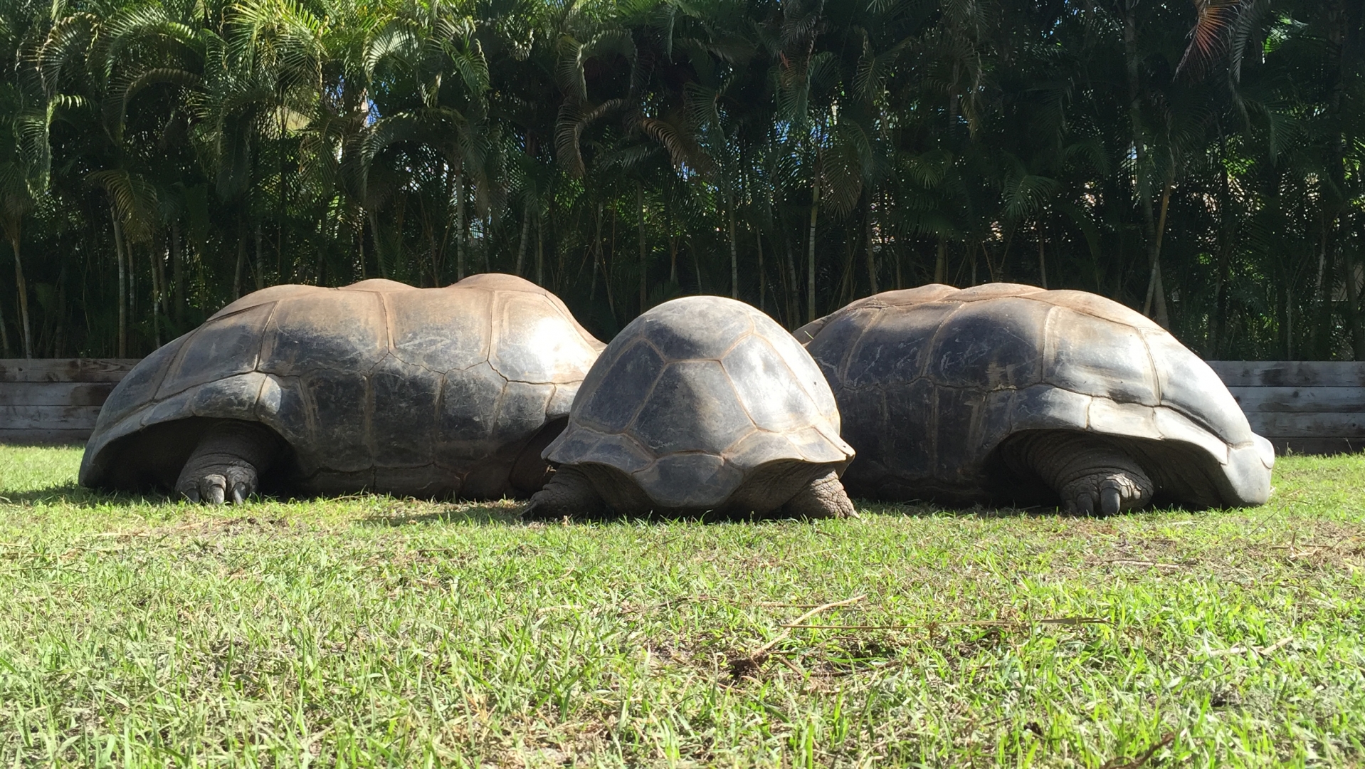 Aldabra Breeders