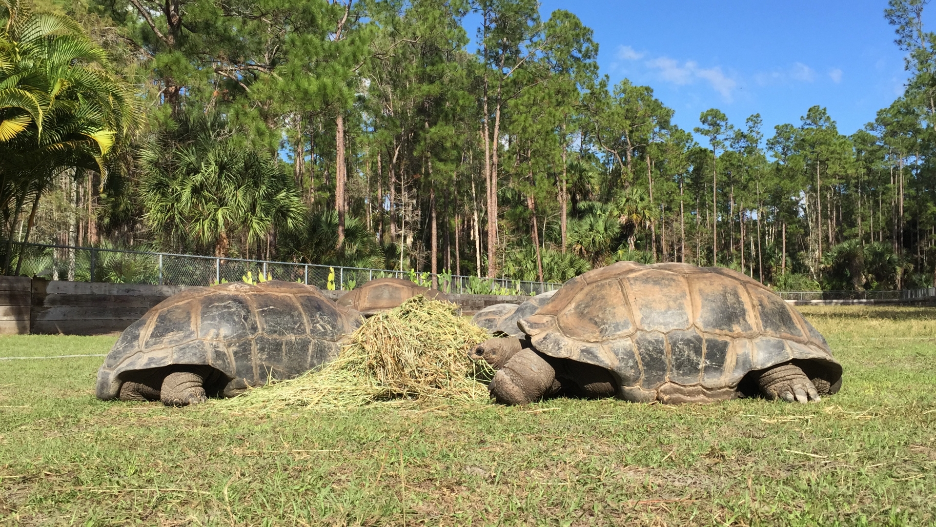 Aldabra Breeders