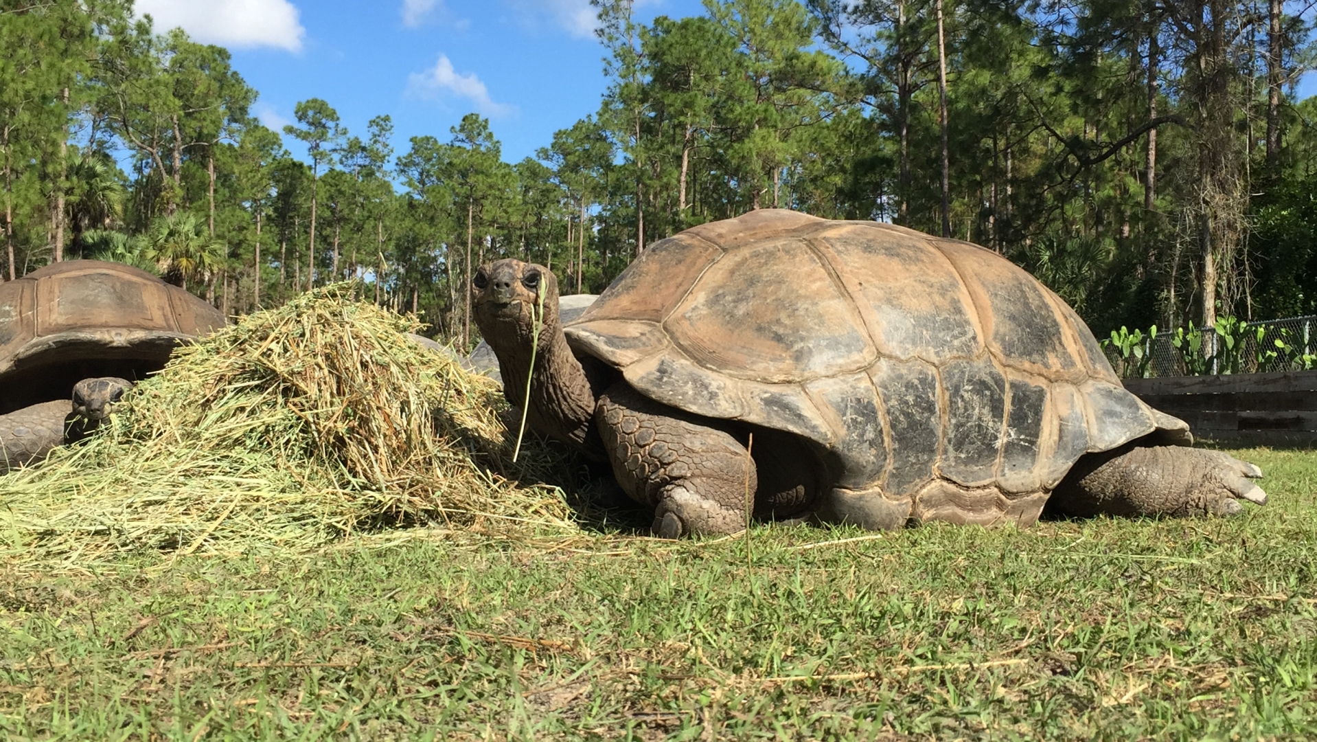 Aldabra Breeders