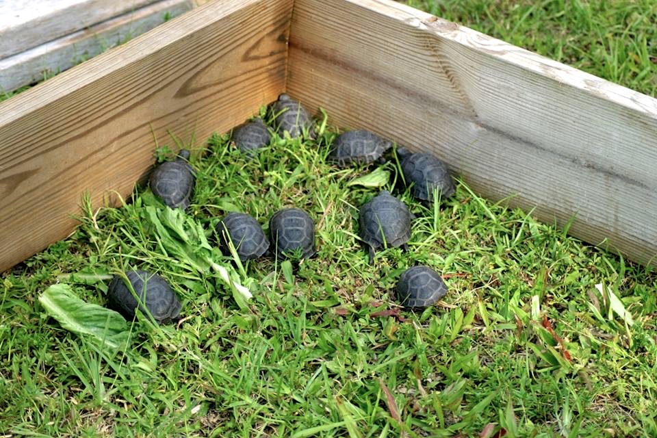 Aldabra Breeders