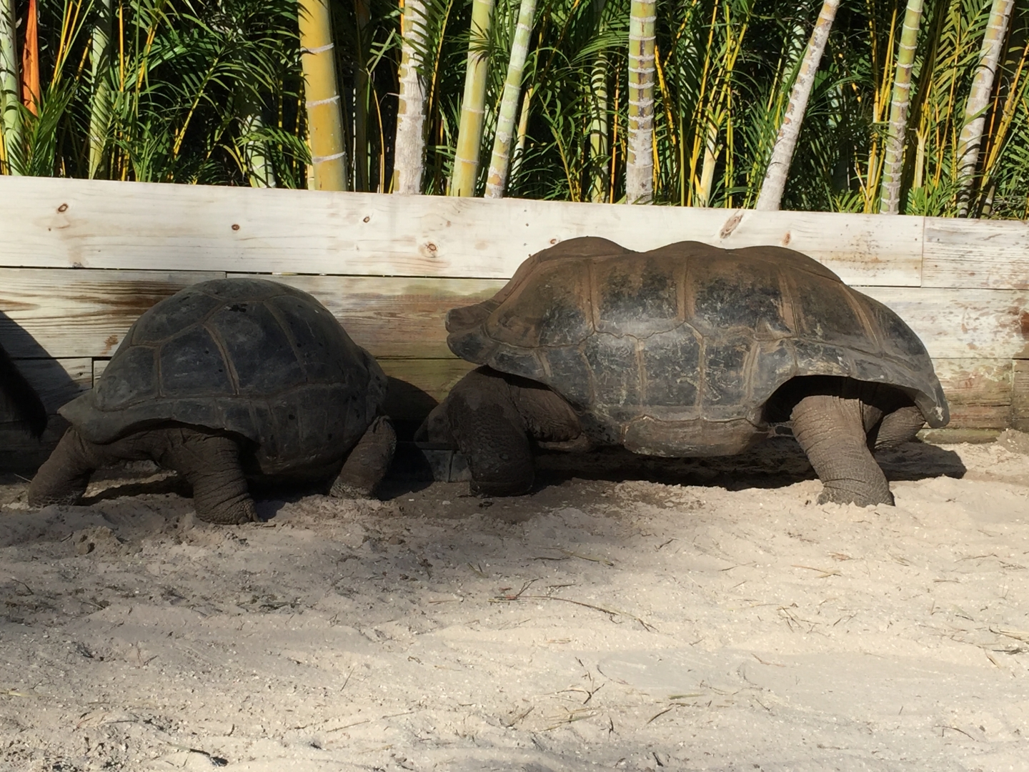 Aldabra Breeders