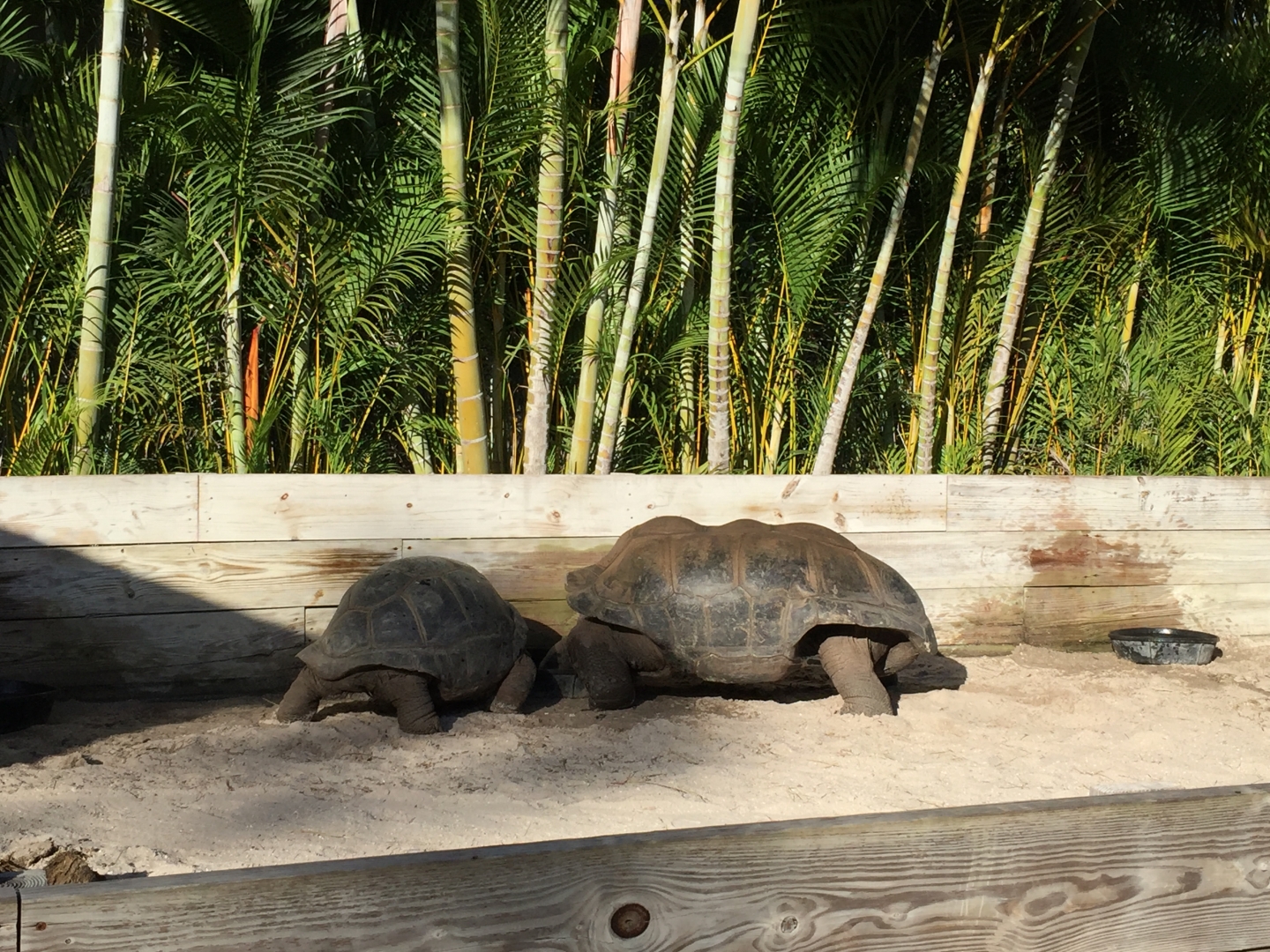 Aldabra Breeders