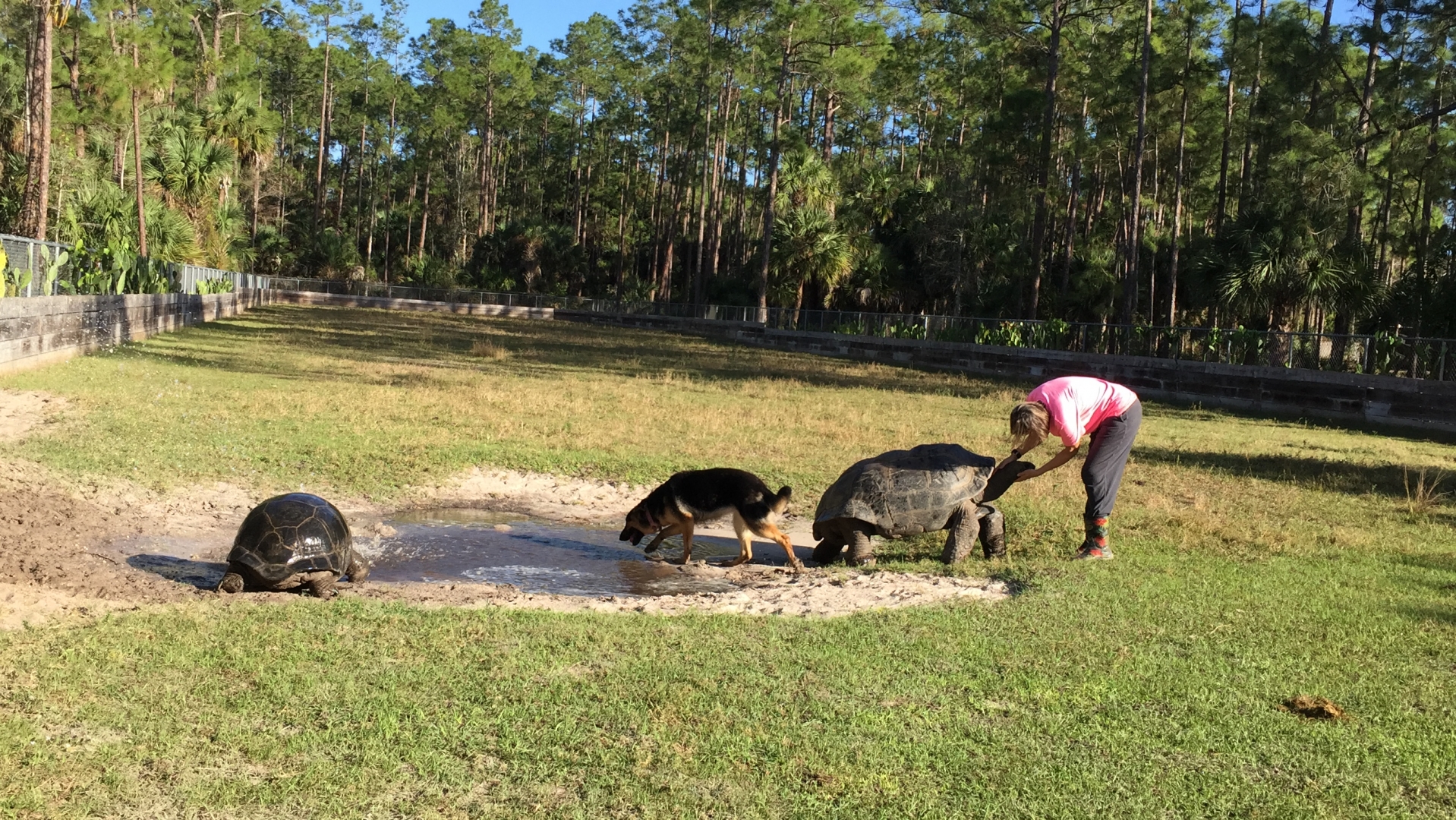 Aldabra Breeders