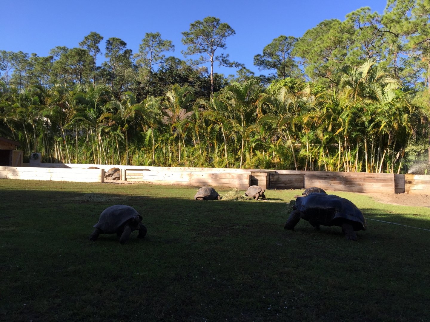 Aldabra Breeders
