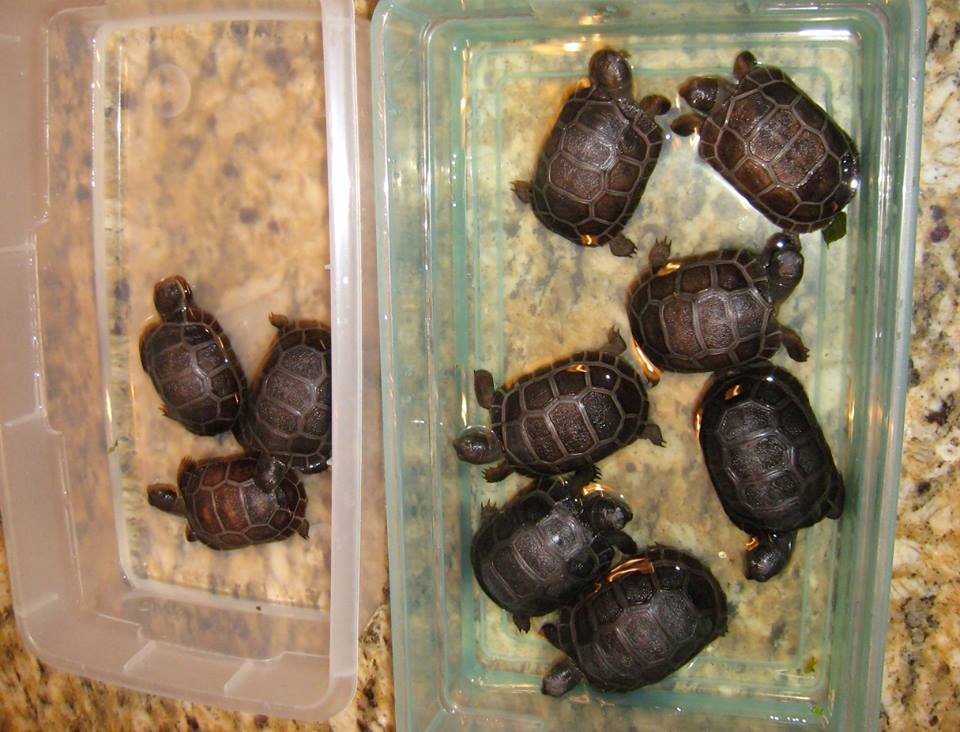 Aldabra Breeders