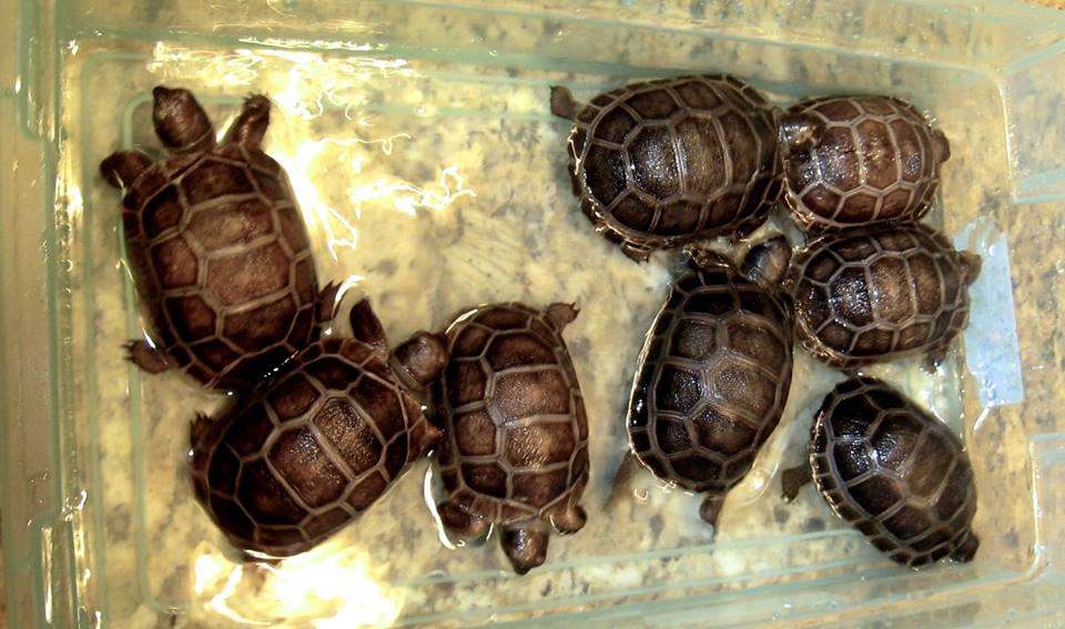 Aldabra Breeders