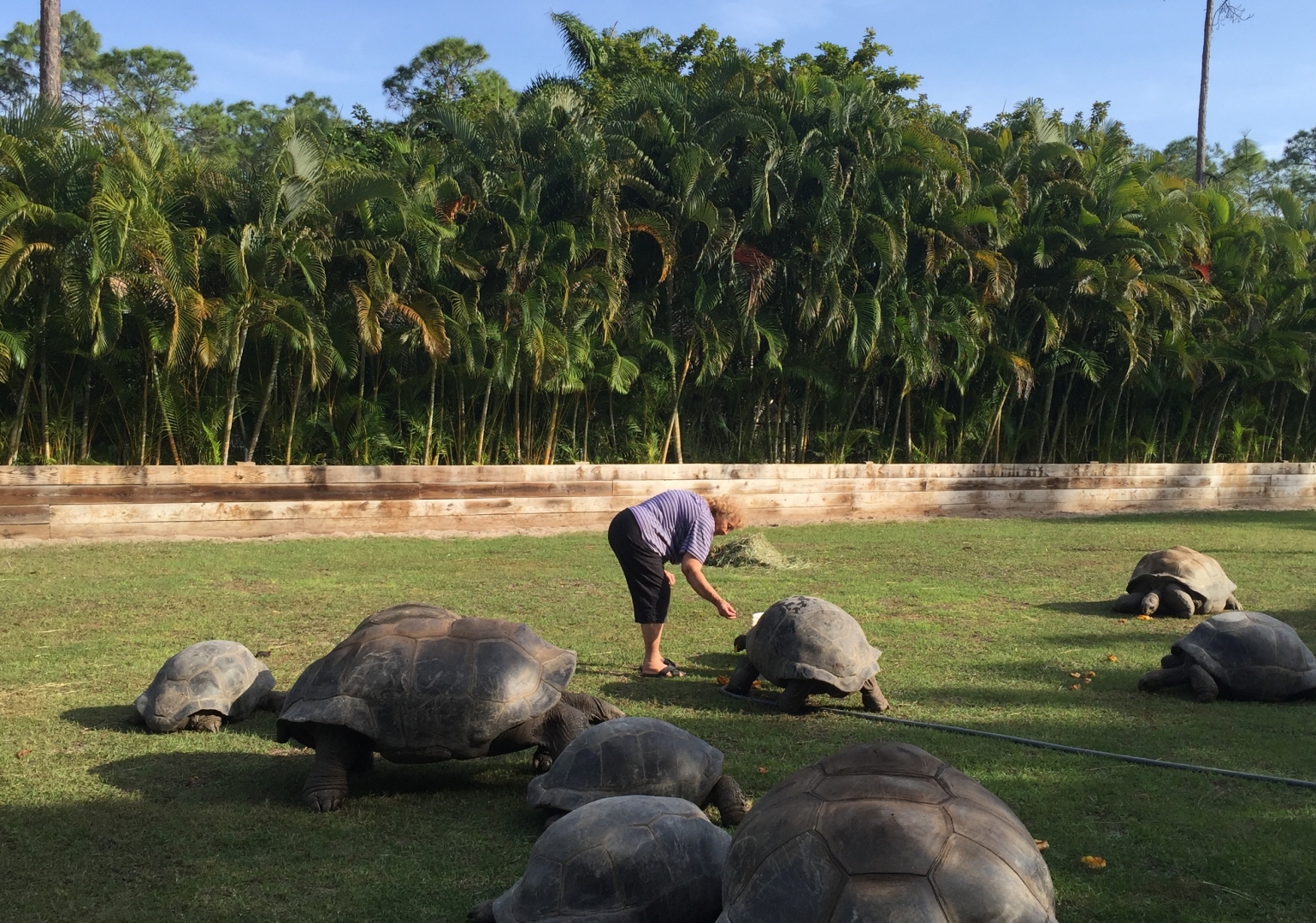 Aldabra Breeders