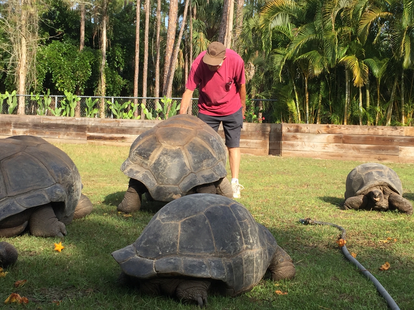 Aldabra Breeders