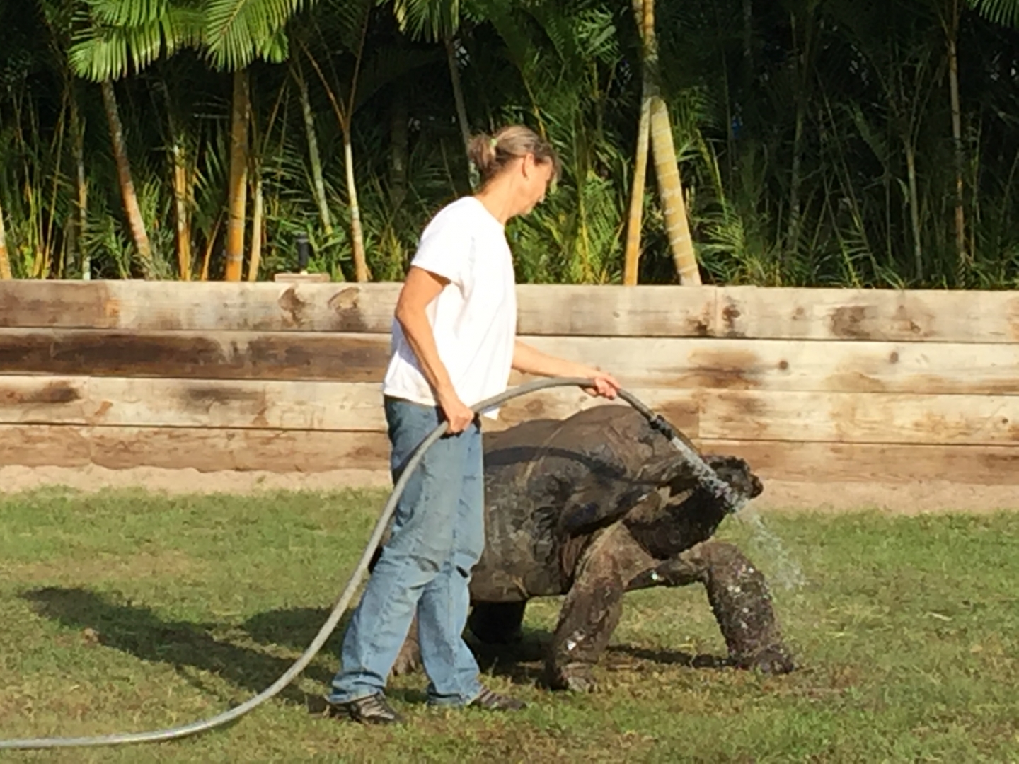Aldabra Breeders