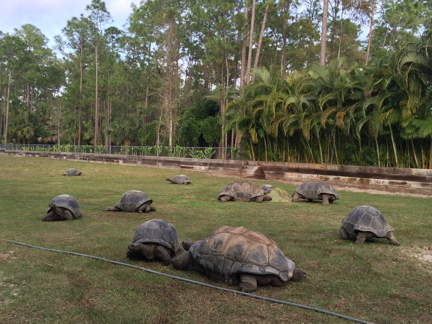 Aldabra Breeders