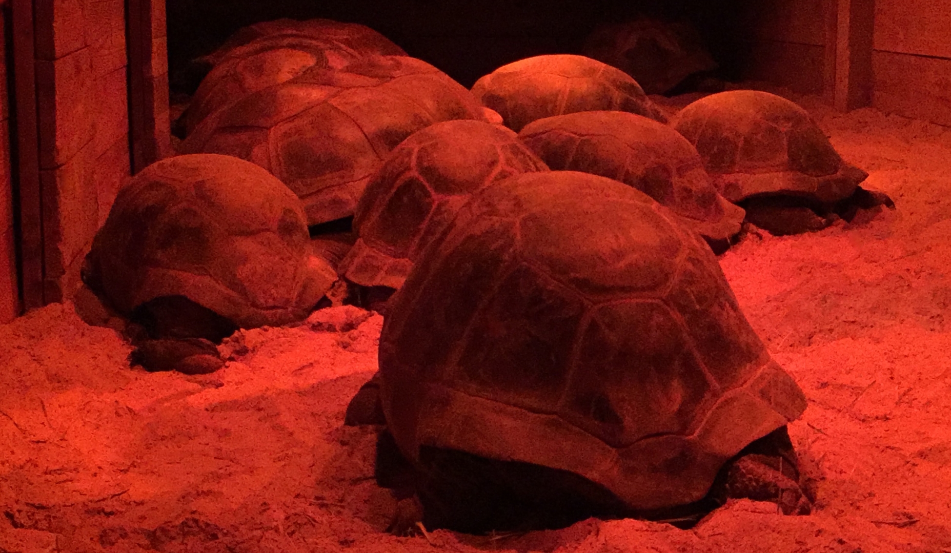 Aldabra Breeders