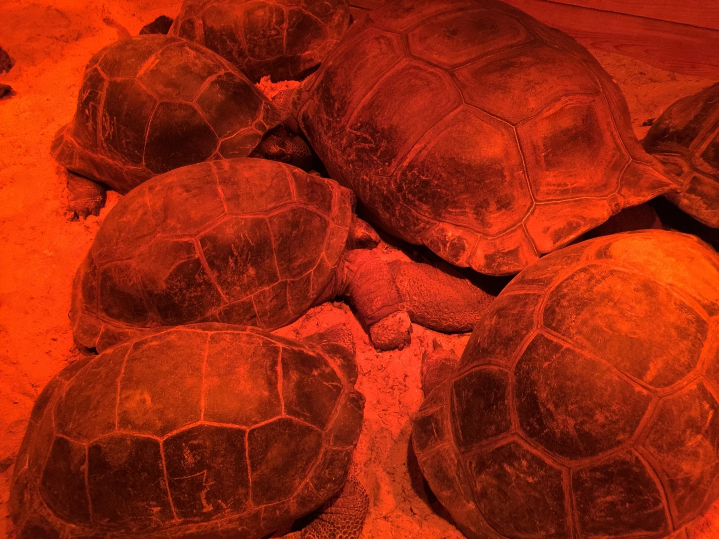 Aldabra Breeders