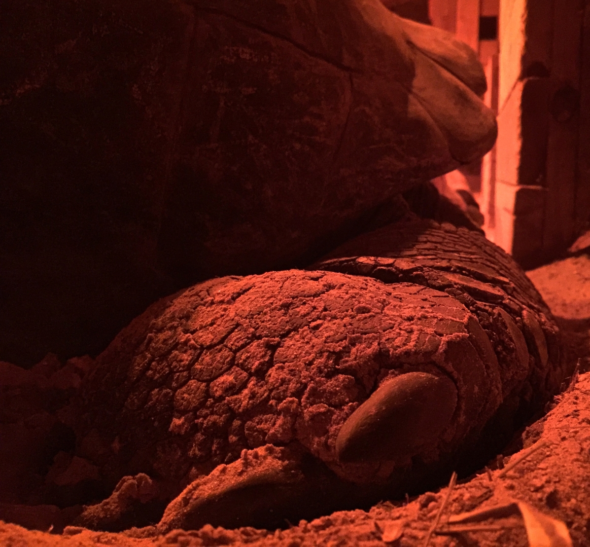 Aldabra Breeders