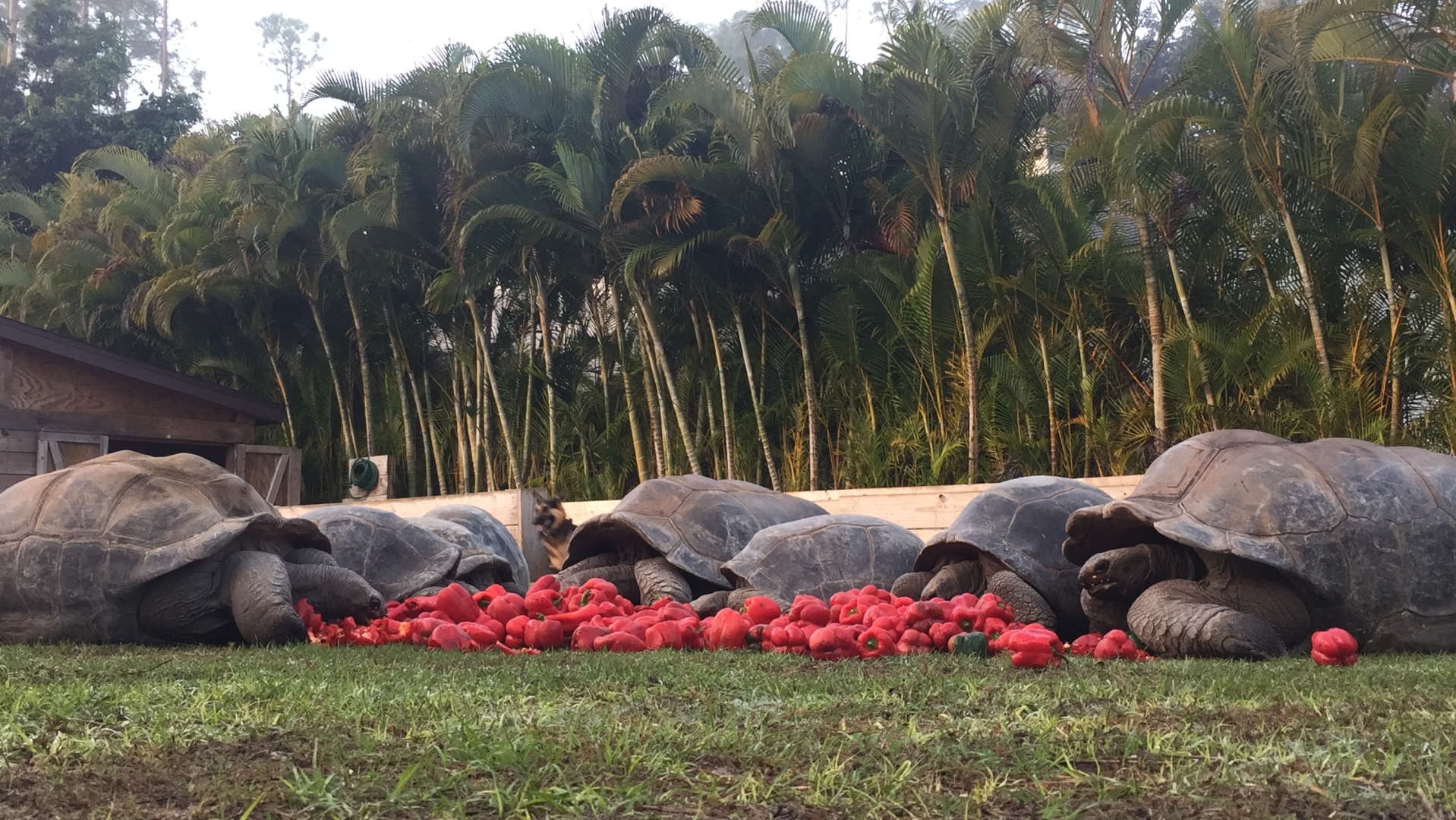 Aldabra Breeders