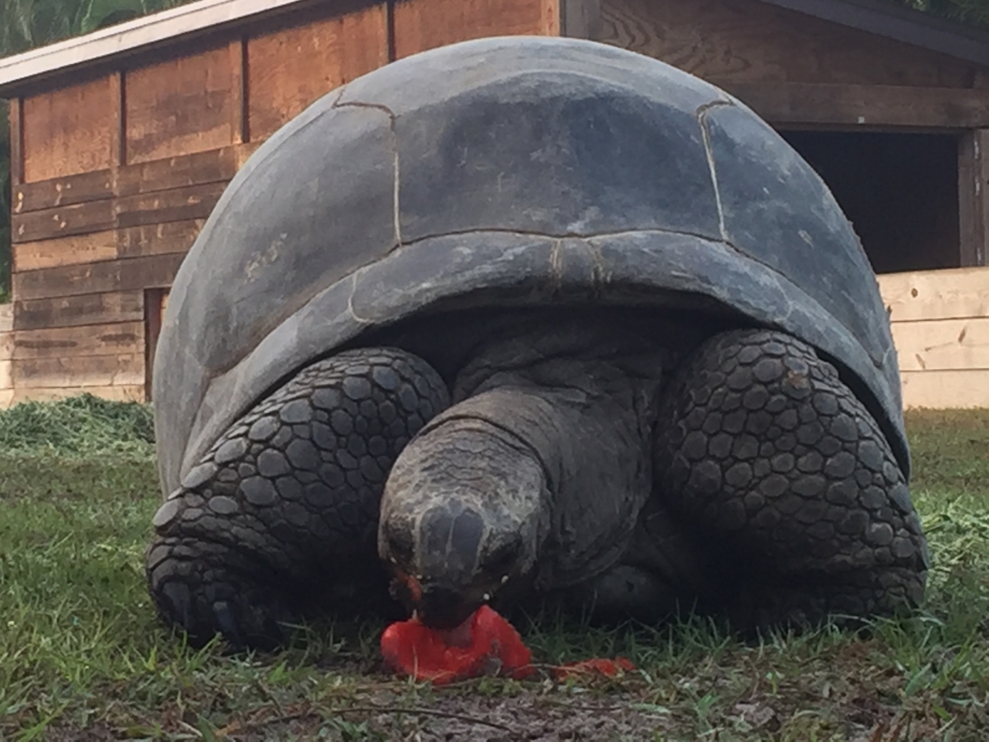 Aldabra Breeders