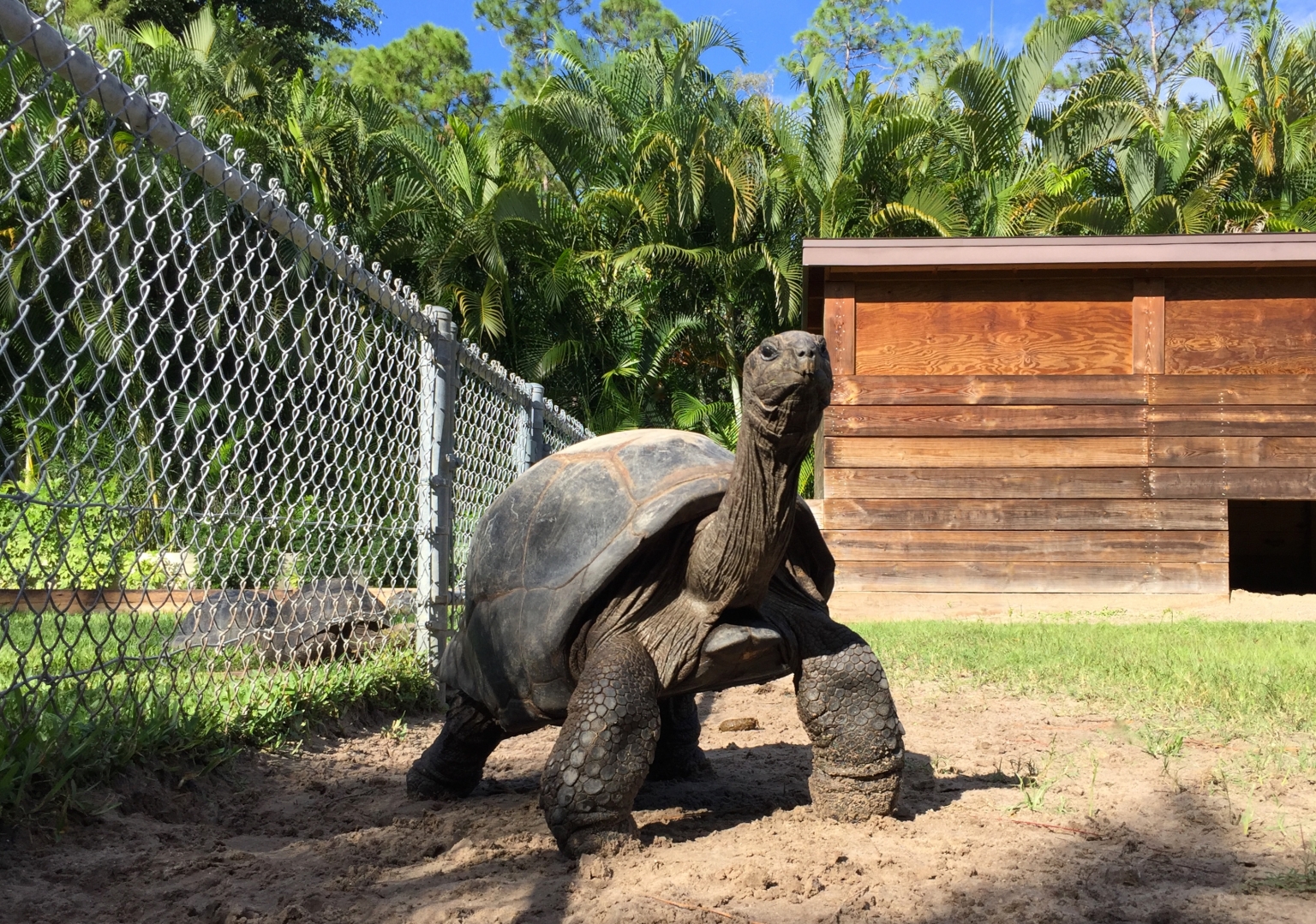 Aldabra Breeders