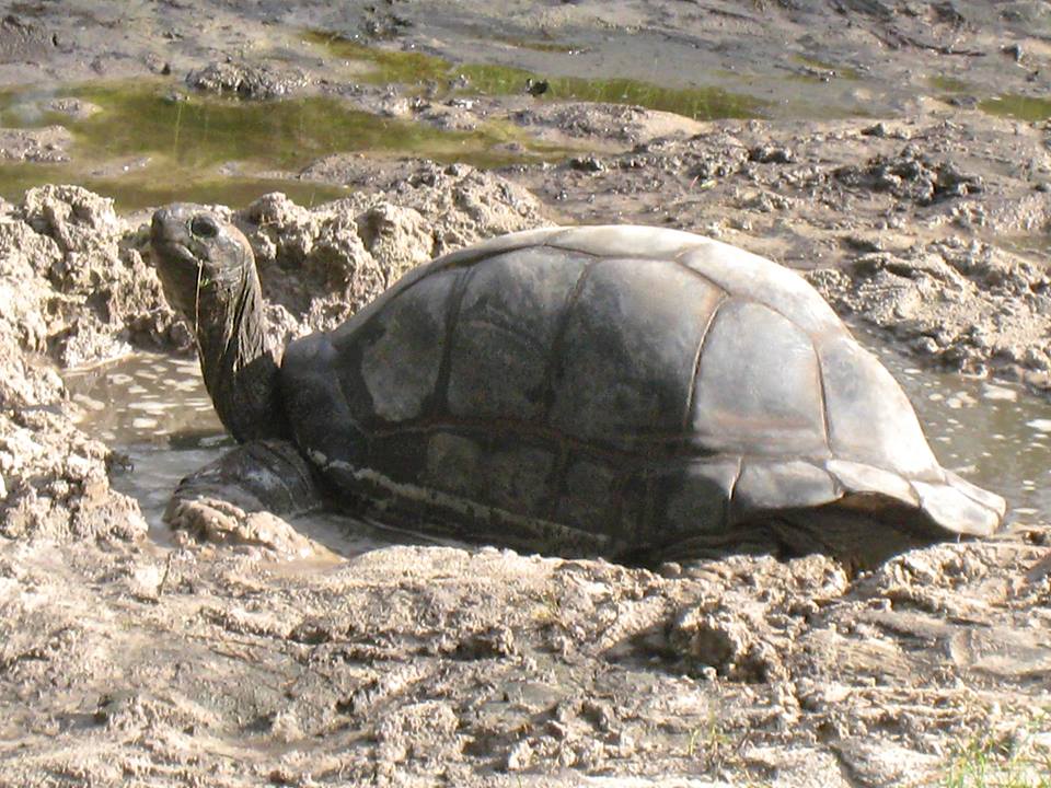 Aldabra Breeders