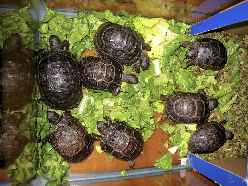 Aldabra Breeders