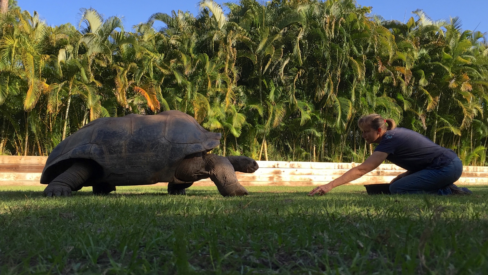 Aldabra Breeders