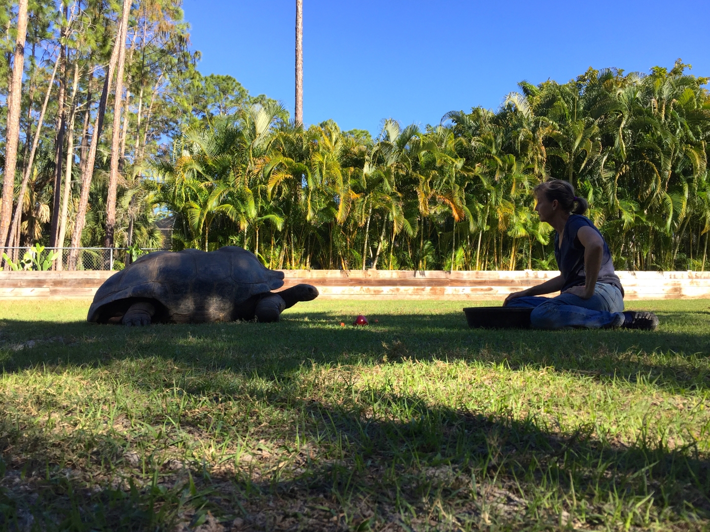Aldabra Breeders