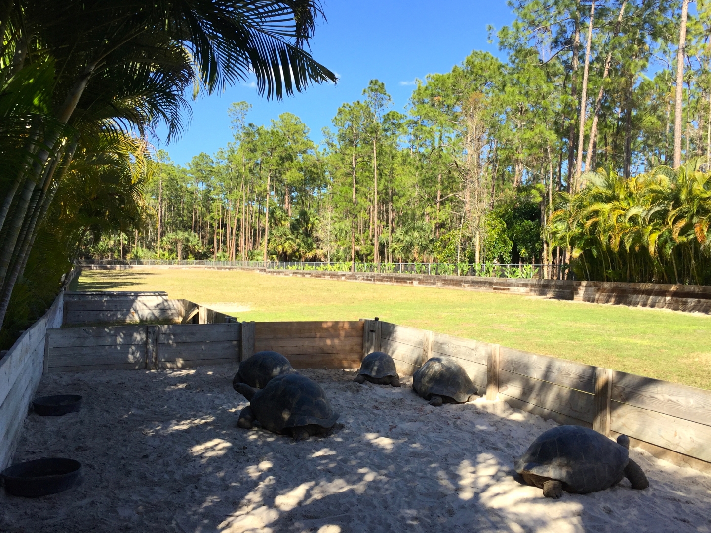 Aldabra Breeders