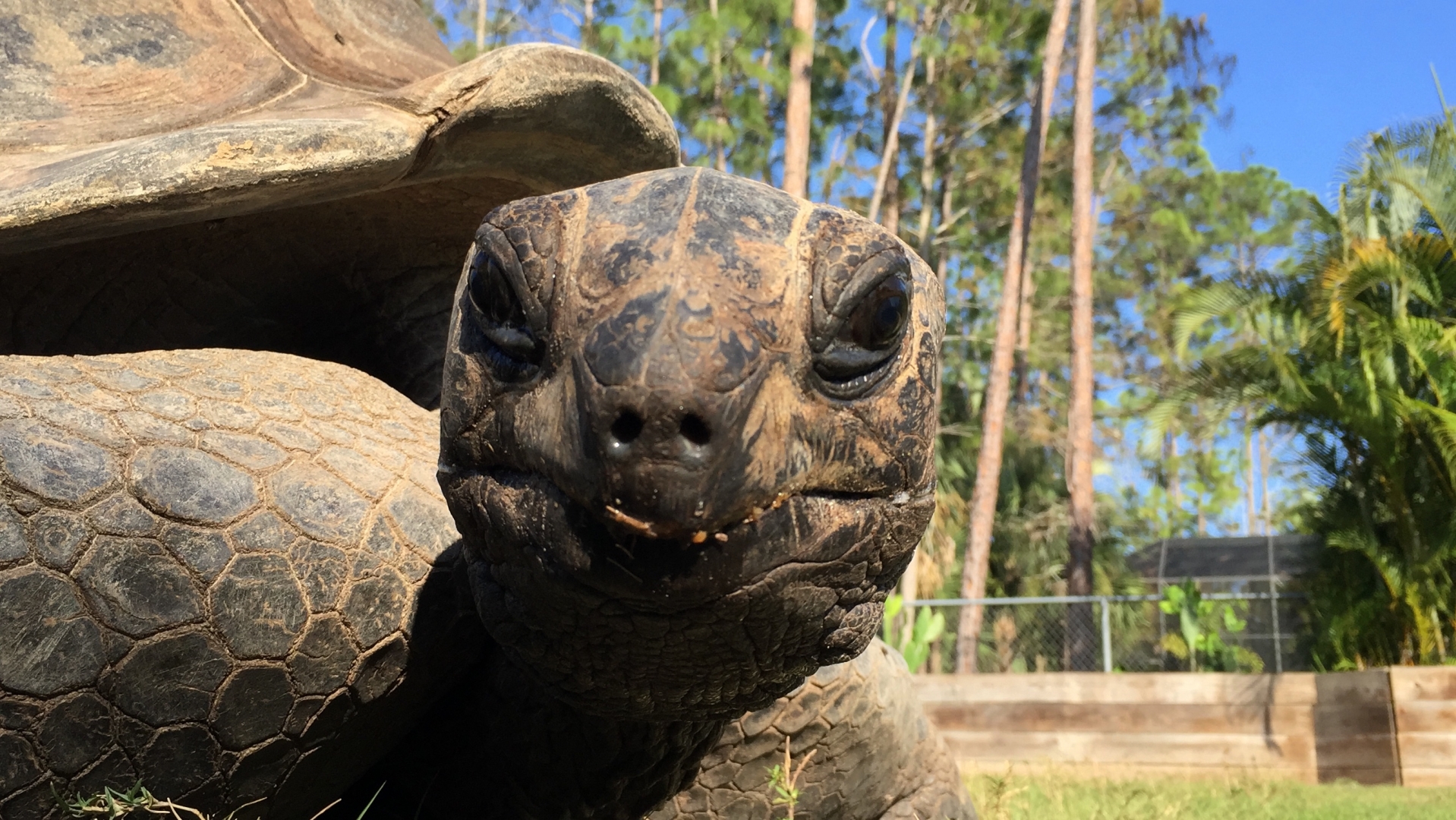 Aldabra Breeders