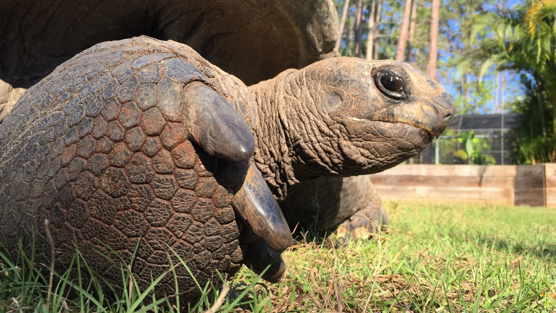 Aldabra Breeders
