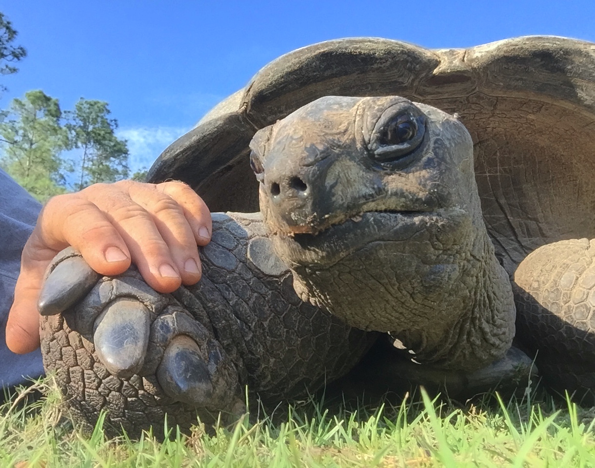 Aldabra Breeders